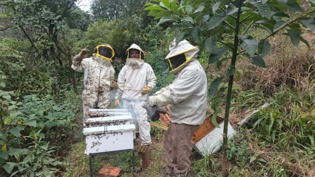 Las colmenas de Nova Reina. / Foto: UMSA