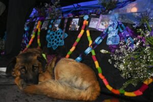 Una mascota en el pie del altar por Todos Santos. Foto AMUN